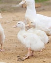 white ducks on farm graze in herd, cute pets birds. taking care of cattle in backyard.