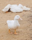 white ducks on farm graze in herd, cute pets birds. taking care of cattle in backyard.