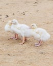 white ducks on farm graze in herd, cute pets birds. taking care of cattle in backyard.