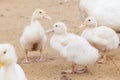 white ducks on farm graze in herd, cute pets birds. taking care of cattle in backyard.