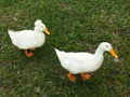 White ducks in florida Royalty Free Stock Photo