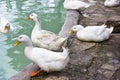 White ducks and geese on the shore of a blue pond Royalty Free Stock Photo