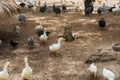 White ducks with guinea fowls looking for food on farm.