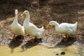 White ducks looking for food on farm