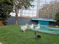 White ducks near pool