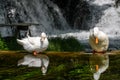 White ducks portrait. Ducks with white feather and orange beak standing near the river and waterfall. Domestic Duck with reflecti