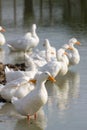 White ducks resting in the pond or lake. selective focus. Royalty Free Stock Photo