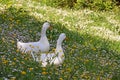 White ducks in springtime Royalty Free Stock Photo