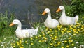 White ducks in springtime