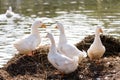 White ducks stand next to a pond or lake with bokeh background Royalty Free Stock Photo