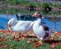 2 White ducks surrounded by fallen leaves in fall sun 2 Royalty Free Stock Photo