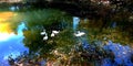 white ducks swimming in the lake view beautiful amazing look attractive water stock image