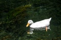 White ducks swimming in the river. Domestic Duck, reflection in water. Wild duck close up portrait. Birds swimming in the water. D Royalty Free Stock Photo