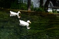 White ducks swimming in the river. Domestic Duck, reflection in water. Wild duck close up portrait. Birds swimming in the water. D Royalty Free Stock Photo