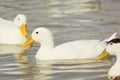 White Ducks swimming in the river Royalty Free Stock Photo