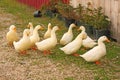 ten white ducks waddling in Vermont yard Royalty Free Stock Photo