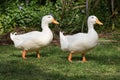 White ducks