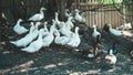 White ducks walking in paddock. Duck looking for grains while walking in paddock on farm