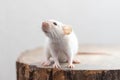 White dumbo rat sitting on brown wood slice. Lovely and cute pet, background, close-up, backlit. Royalty Free Stock Photo