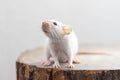 White dumbo rat sitting on brown wood slice. Lovely and cute pet, background, close-up, backlit.