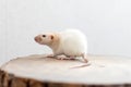 White dumbo rat sitting on brown wood slice. Lovely and cute pet, background idea. Royalty Free Stock Photo