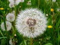 Close up of white dundelion on the green grass. Prussia Royalty Free Stock Photo