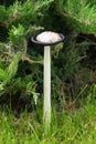 White dung mushroom under the tree Royalty Free Stock Photo