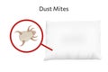 White dust mite on pillow vector illustration. Microscopic dangerous insect