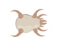 White dust mite vector illustration. Microscopic dangerous insect Royalty Free Stock Photo