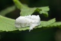 White dusty cloth moth, Satara, Maharashtra Royalty Free Stock Photo