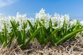 White dutch common hyacinth flowers close up low angle of view