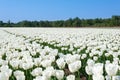 White Dutch tulips in spring