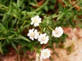 White dwarf Achillea mountain flower in the Haut Chitelet garden