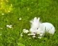 white dwarf bunny pet nature