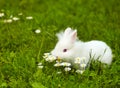 white dwarf bunny standing in grass