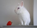 My dwarf rabbit posing near a giant strawberry.