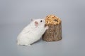 White Dzhungarian hamster and a grain delicacy Royalty Free Stock Photo