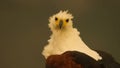 White eagle portrait close up