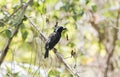 White-eared Barbet Stactolaema leucotis Perched in Tree