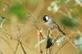 White-eared bulbul