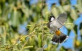 Himalayan bulbul bird Royalty Free Stock Photo