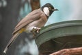 White-Eared Bulbul Bird, Iraqi Bulbul