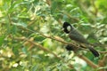 White-eared bulbul