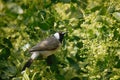 White-eared Bulbul- Pycnonotus leucotis