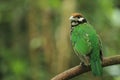 White-eared catbird