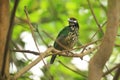 White-eared catbird Royalty Free Stock Photo