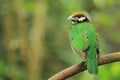 White-eared catbird Royalty Free Stock Photo