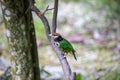 white-eared catbird (Ailuroedus buccoides) Royalty Free Stock Photo