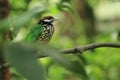 White-eared catbird Royalty Free Stock Photo