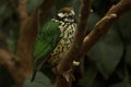 The White-eared catbird White-eared buccoides. Royalty Free Stock Photo